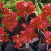 Canna 'Pink Furority'